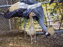 Crane couple Freddy and Barbara welcome Louisville Zoo’s first east African crowned crane chick