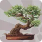 bonsai