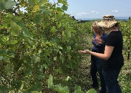 American Wineries Look to Elevate Hybrid Grapes - Modern Farmer