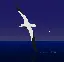 elalbatross