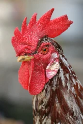 Dubbing (poultry) - Wikipedia