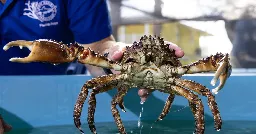Scientists will unleash an army of crabs to help save Florida’s dying reef