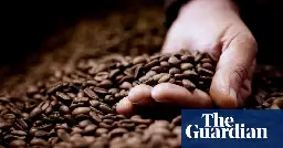 Researchers one step closer to growing decaffeinated coffee beans