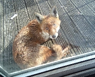 Fox on the decking [OC]