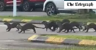 Gang of wild otters mauls jogger (CW: blood)