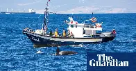 Orca rams into yacht off Shetland in first such incident in northern waters