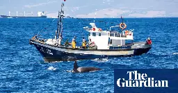 Orca rams into yacht off Shetland in first such incident in northern waters