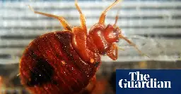 Bedbug crisis sparks political row in Paris as insect ‘scourge’ continues
