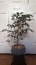Ficus benjamina bonsai before a summer haircut