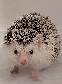 hedgehog