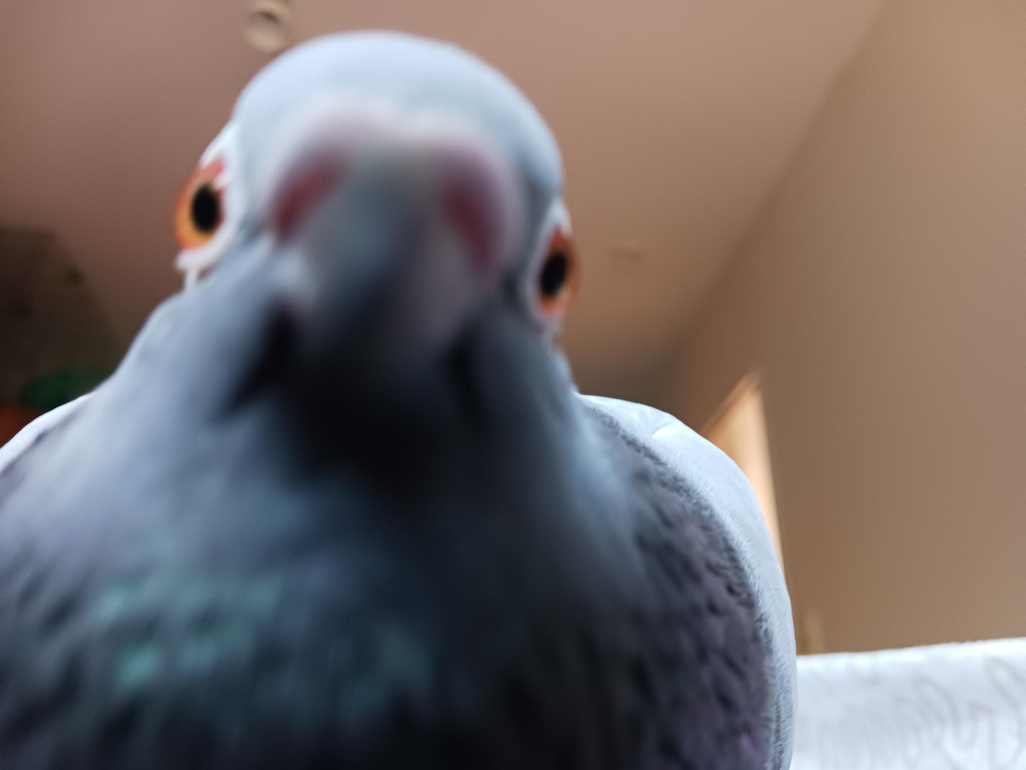 Pigeon looking into the camera