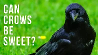 The Sweetness of Crows | Can Crows Be Sweet?