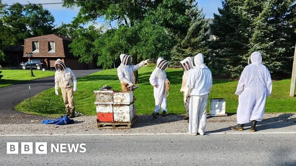 Beekeepers to the rescue after 5 million bees fall off truck in Canada