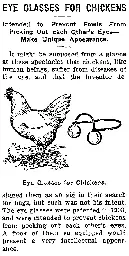 Chicken eyeglasses - Wikipedia