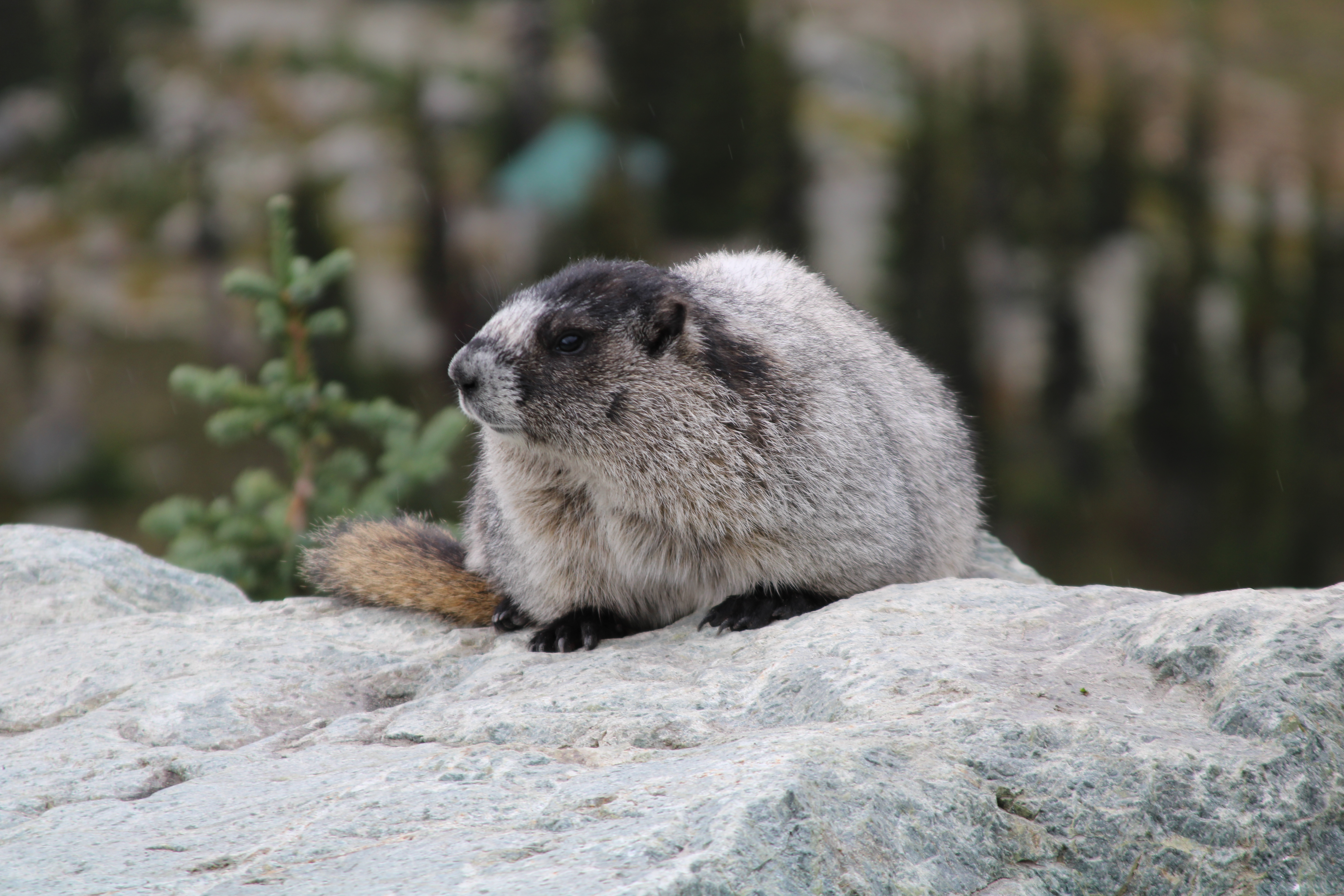 A hoary marmot in Whistler