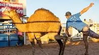 Contestants brave Boulia Camel Races to tag kicking beasts in outback Queensland