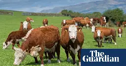 England must reduce meat intake to avoid climate breakdown, says food tsar