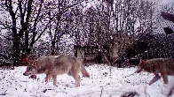 Chernobyl's mutant wolves appear to have developed resistance to cancer, study finds