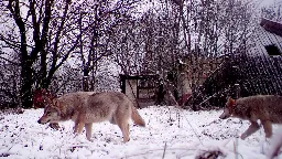 Chernobyl's mutant wolves appear to have developed resistance to cancer, study finds