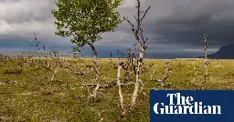 What happens to the world if forests stop absorbing carbon? Ask Finland