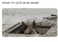 When I'm cc'd on an email