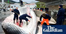Iceland allows whaling to resume in ‘massive step backwards’