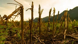 Scientists Raise Alarm Over Risk of 'Synchronized' Global Crop Failures