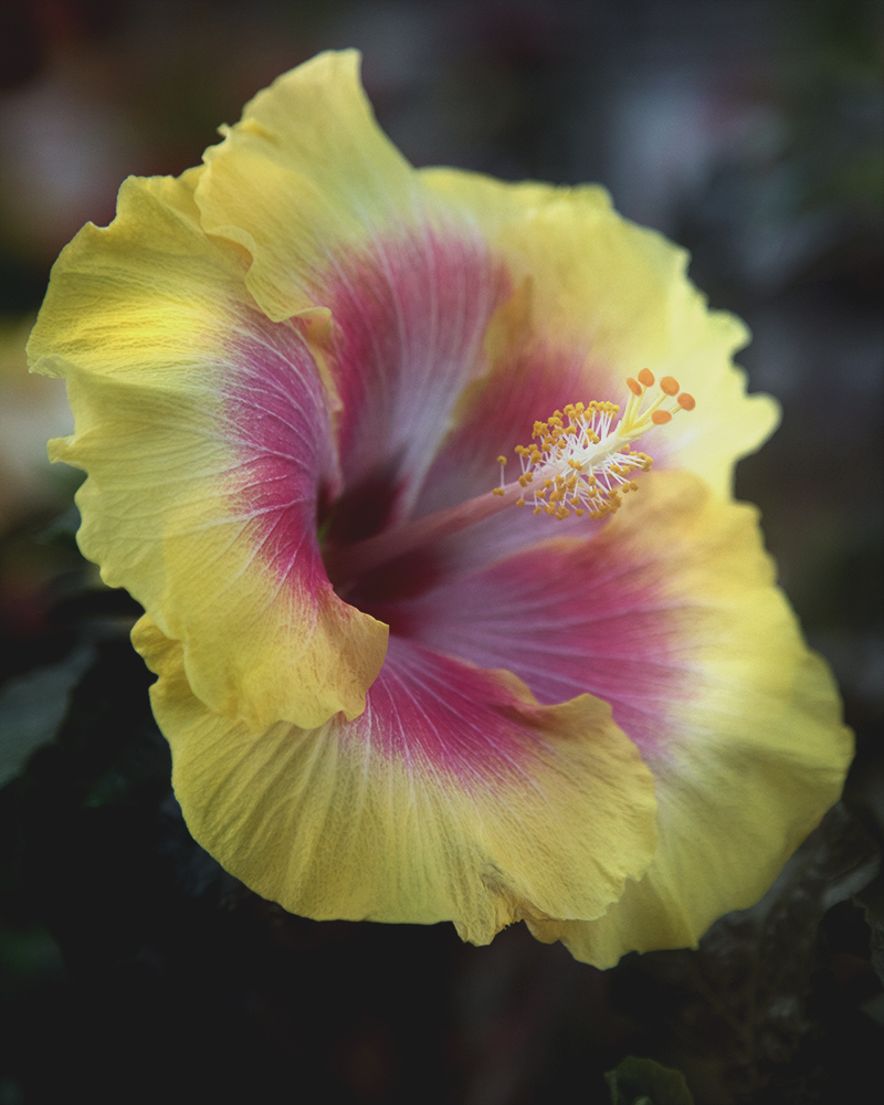 hibiscus