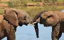 Elephants have names for each other, just like humans