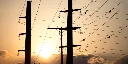 Congested transmission lines cause renewable power to go to waste in Texas