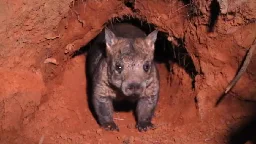 With just 315 northern hairy-nosed wombats&nbsp;left, conservationists are looking to map their underground homes