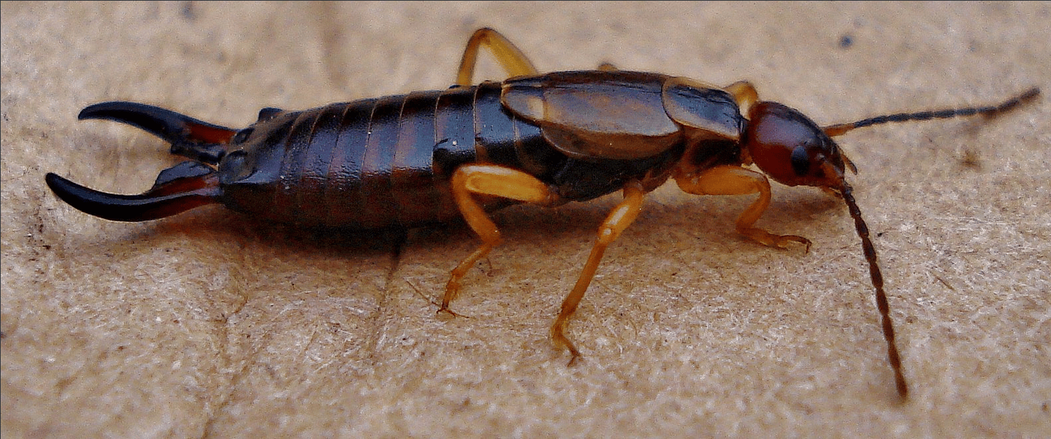 Backyard Bugs- The Common Earwig (Forficula auricularia)