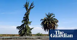 A beloved palm and pine tree mark California’s center. Now they’re being cut down