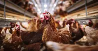 More than 4 million chickens to be killed in Iowa after officials detect bird flu on farm