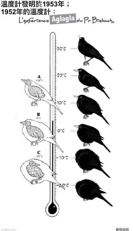 Birds as thermometers