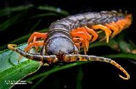 Meet the Giant Centipedes! Ferocious Predators and Caring Mothers....Mega Post, Part 1