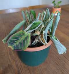 A sad looking plants with red details.