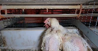 The US is normalizing the cruelest mass killing method to stop bird flu