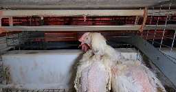 The US is normalizing the cruelest mass killing method to stop bird flu