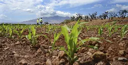 Monsanto pleads guilty to pesticide-related crimes in Hawaii