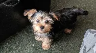 WIllow the Yorkshire Terrier growing up - From Pup To 11 Months #dog