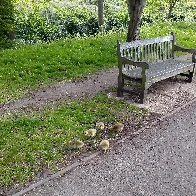 Ducklings by South Norwood Lake [OC]