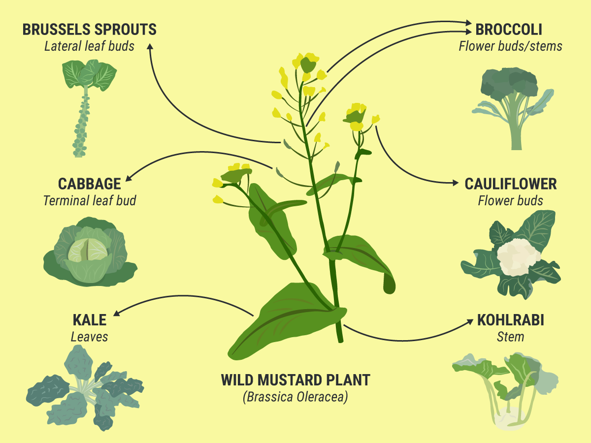Diagram showing that broccoli was cultivated from the wild mustard plant.