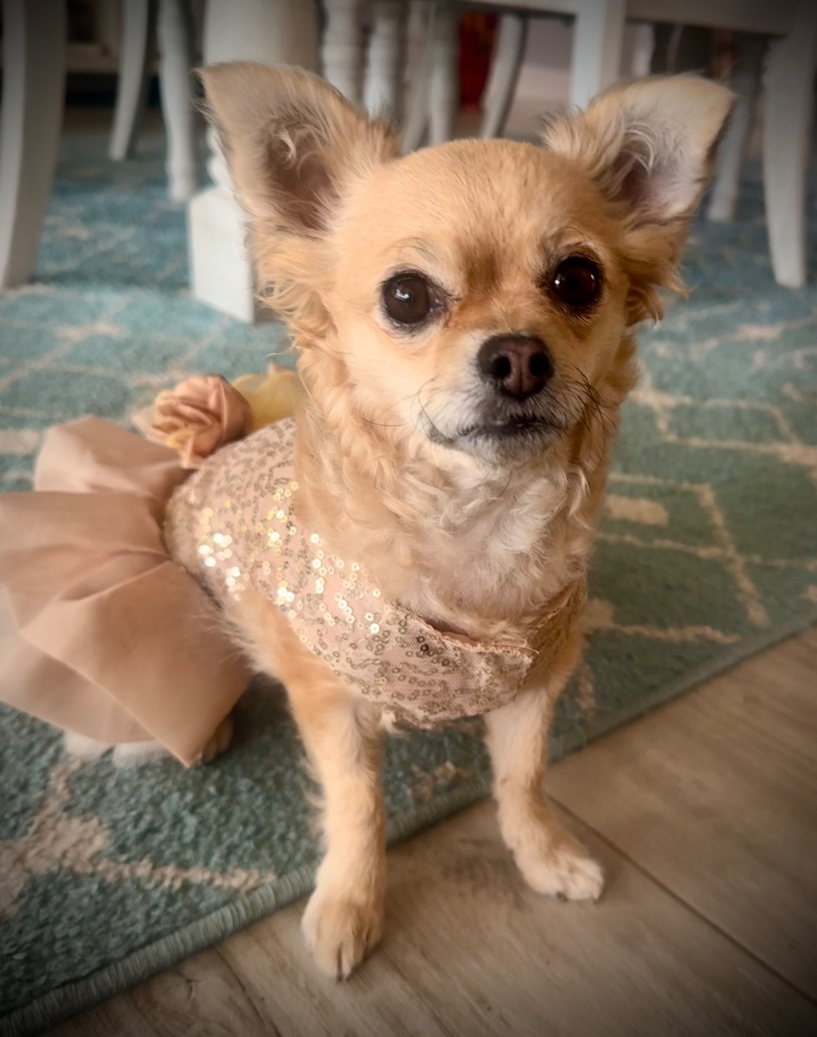 Bonus photo of Liv in her Christmas dress