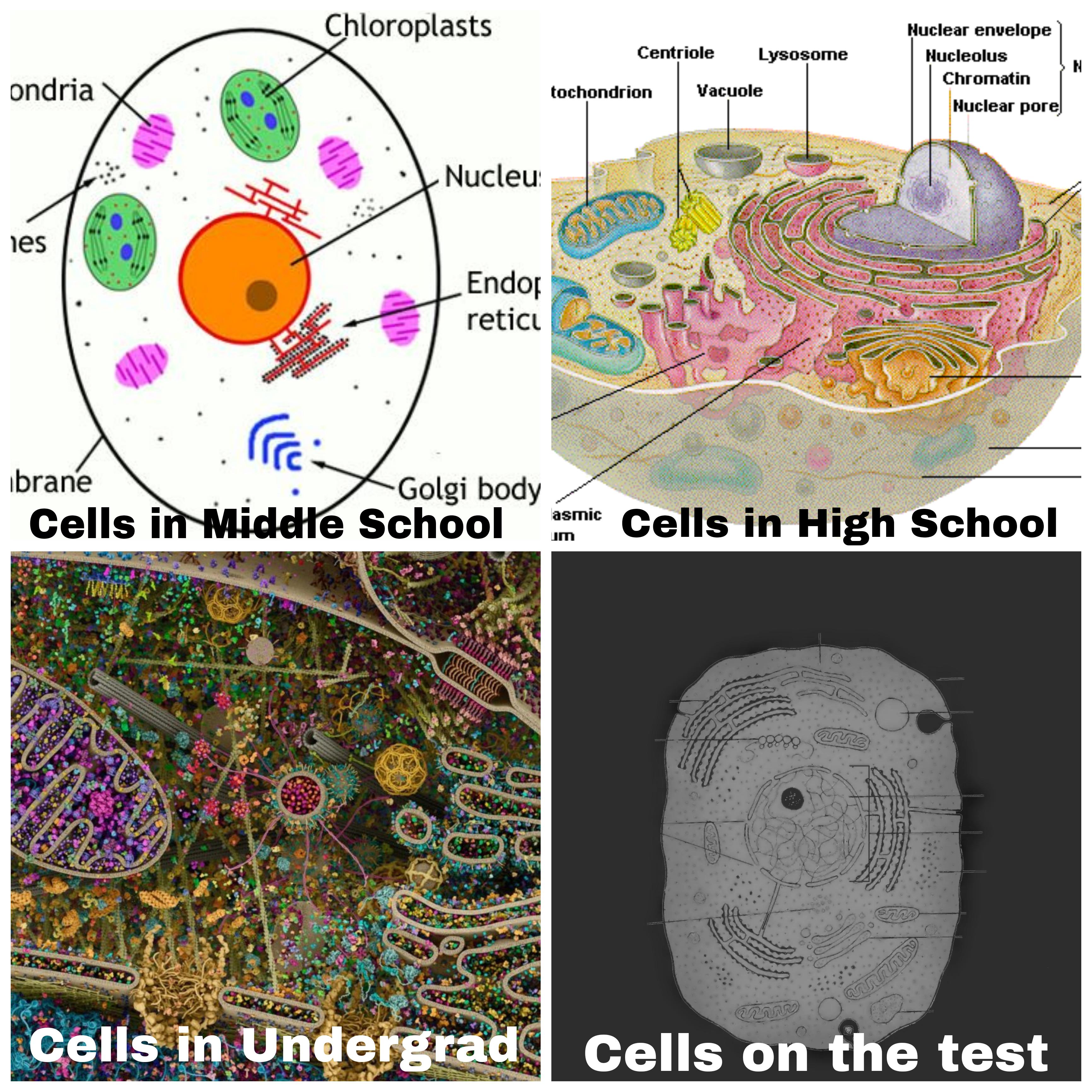 The only unrealistic part of this meme is that I can still make out some organelles in the last frame