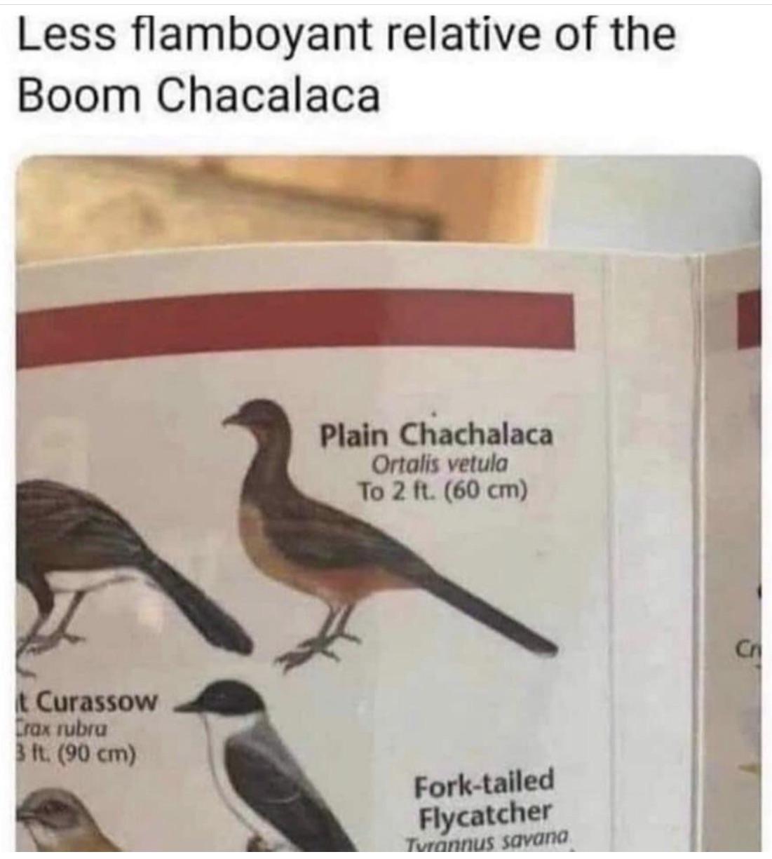 Chachalaca