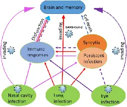 Long-term effects of SARS-CoV-2 infection on human brain and memory - Cell Death Discovery