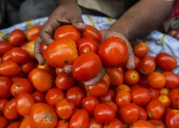 Soaring tomato prices burn a hole in common man's pocket	due to low supply