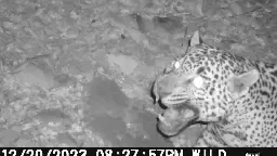 New video posted of a jaguar in Southern Arizona