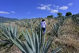 In Mexico, the mezcal boom is leading to deforestation and threatening wild agaves